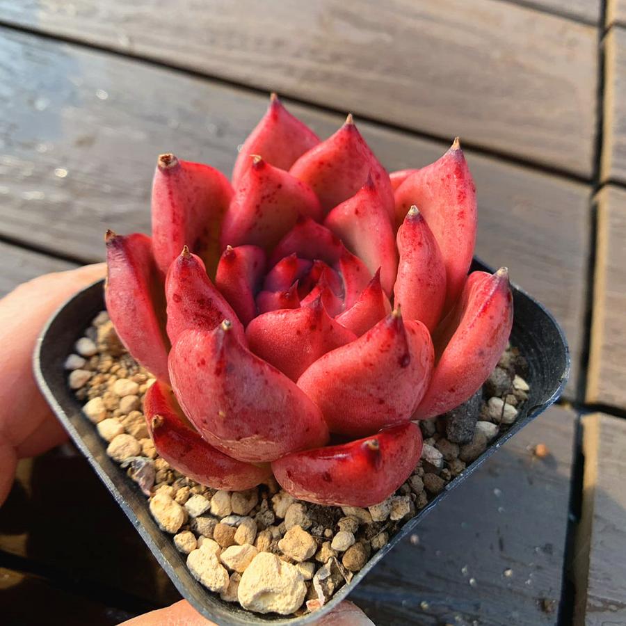 農園直売 多肉植物 寄せ植え エケベリア属 Honey pink(単) 観葉植物