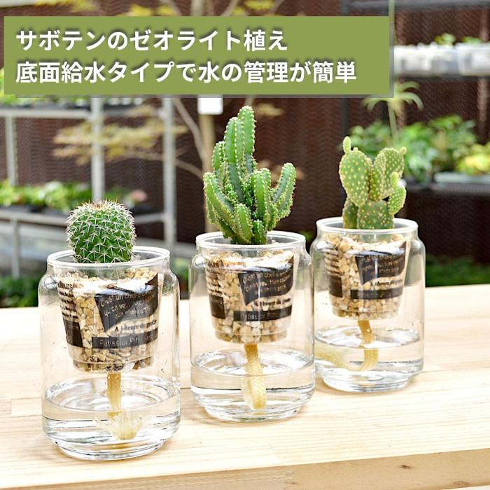 観葉植物 【セレウス ウチワサボテン ハクリュウマル 植物が選べる