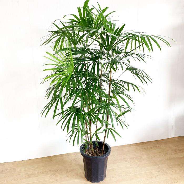 シュロチク 棕櫚竹 10号 法人・お店宛送料無料 観葉植物 10号鉢 大鉢