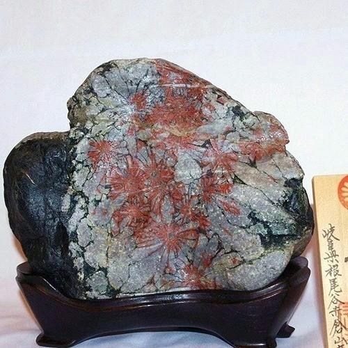 theory xyz 菊花石 岐阜県根尾谷赤倉山産 純国産 : theory xyz - 通販