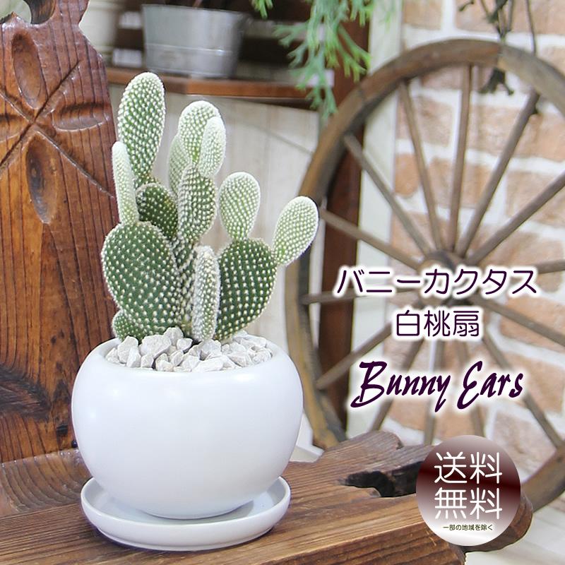 サボテン バニーカクタス 白桃扇 （はくとうせん）白丸器 観葉植物