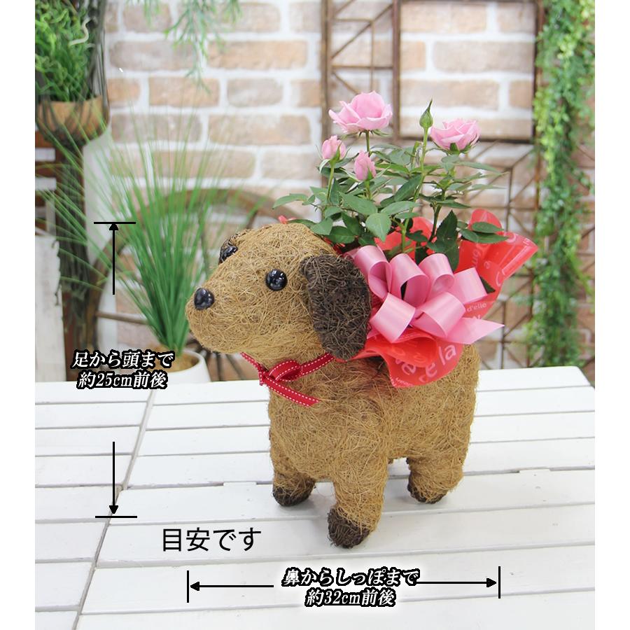 可愛い瞳が人気 わんこの背中に鉢花 観葉植物 犬 プレゼント ギフト
