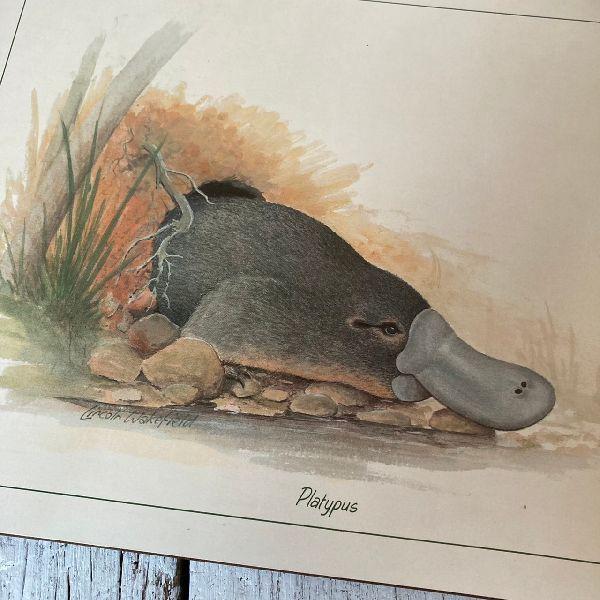 VINTAGE ≫ニュージーランド製ヴィンテージ未使用*JASONジェイソン