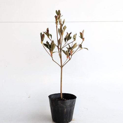 ドウダンツツジ 樹高0.3m前後 10.5cmポット （30本セット）（送料無料