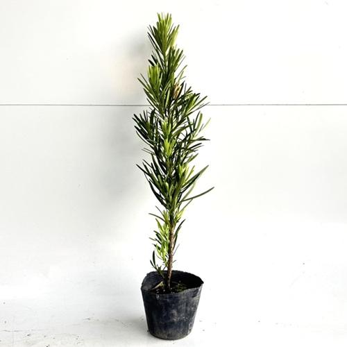 ラカンマキ 樹高0.3m前後 10.5cmポット （20本セット）（送料無料） 苗