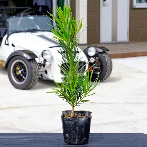 ラカンマキ 樹高0.3m前後 10.5cmポット （20本セット）（送料無料） 苗