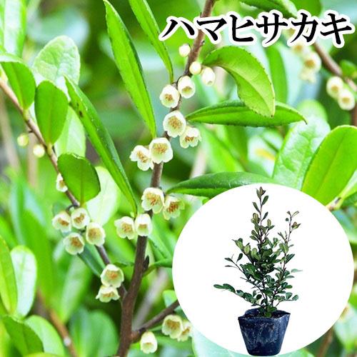 ハマヒサカキ 樹高0.2m前後 10.5cmポット （ 単 品 ） 苗 植木 苗木 庭