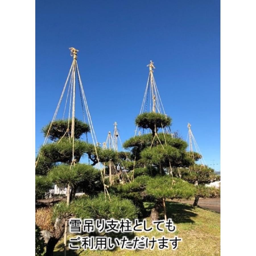女竹 300cm 5本（太） め竹 めだけ 篠竹 天然竹 建築用 建築資材 造園