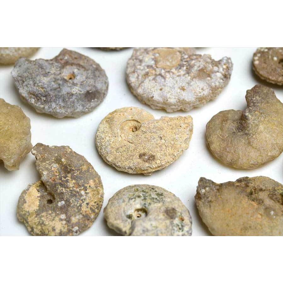 アンモナイト 化石 種類お任せ (約13g~約18g) 原石 方解石化 モロッコ