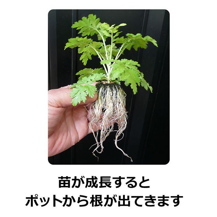 水でふくらむタネまき土ポット・ジフィー・ジフィーセブン（直径42mm