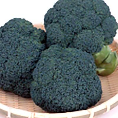 野菜の種/種子 おはよう ブロッコリー ペレット5000粒（大袋）サカタの