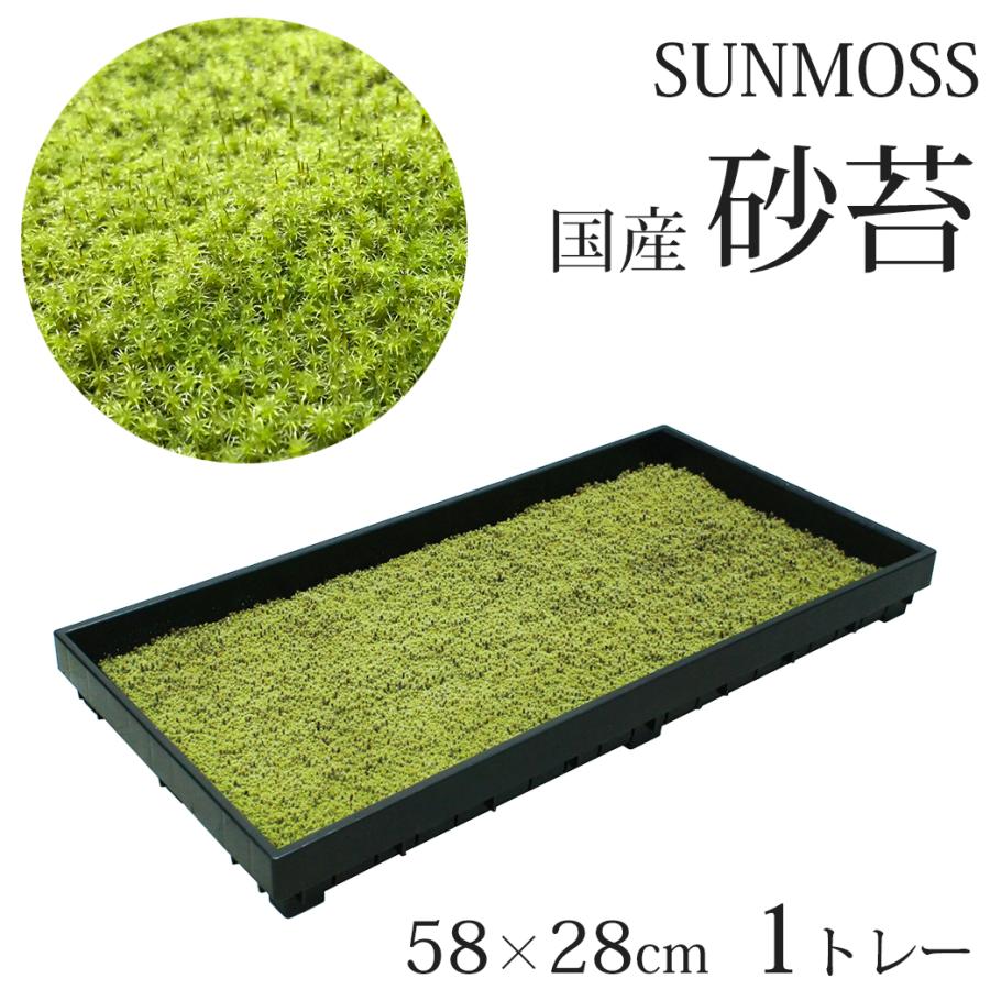 苔 庭 国産 58×28cm 1トレー 砂苔 スナゴケ 日本庭園 資材 sunmoss