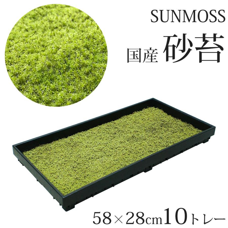 苔 庭 国産 58×28cm 10トレー 砂苔 スナゴケ 日本庭園 資材 sunmoss
