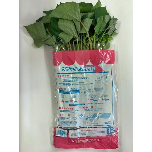 バイオ(ウイルスフリー)苗 紅はるか PVP登録品種 べにはるか