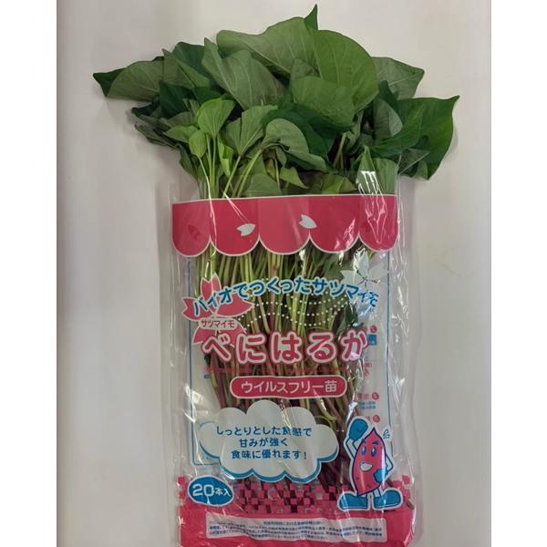 バイオ(ウイルスフリー)苗 紅はるか PVP登録品種 べにはるか