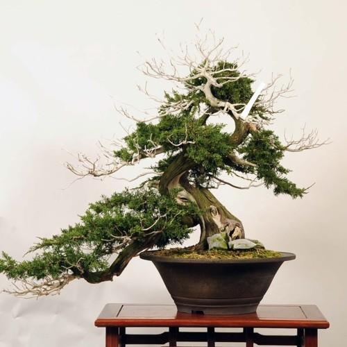 大品盆栽：糸魚川真柏【現品】*【当店へご来店引き取りの方限定