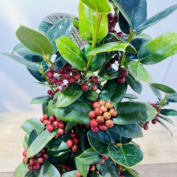 再入荷しました 観葉植物 花木：クリスマスホーリー*チャイニーズ