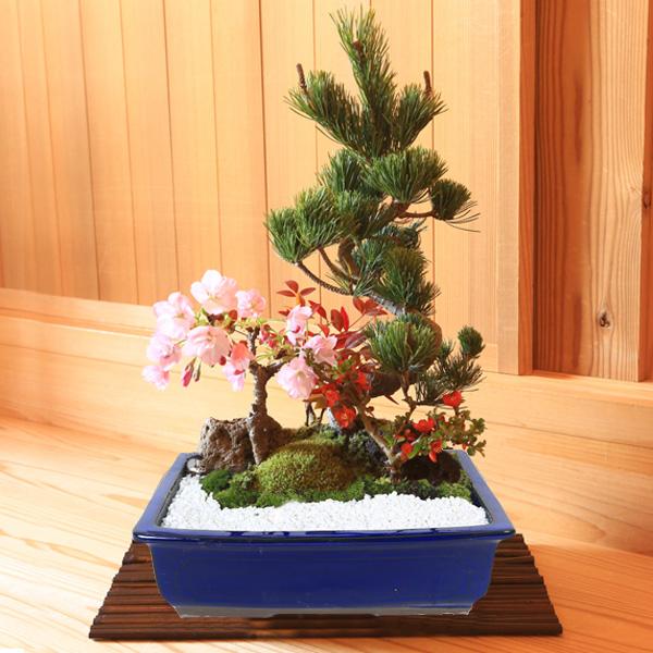 盆栽：桜・五葉松寄せ植え*＜青長角縁付鉢＞(2026年春開花予定)鉢植え