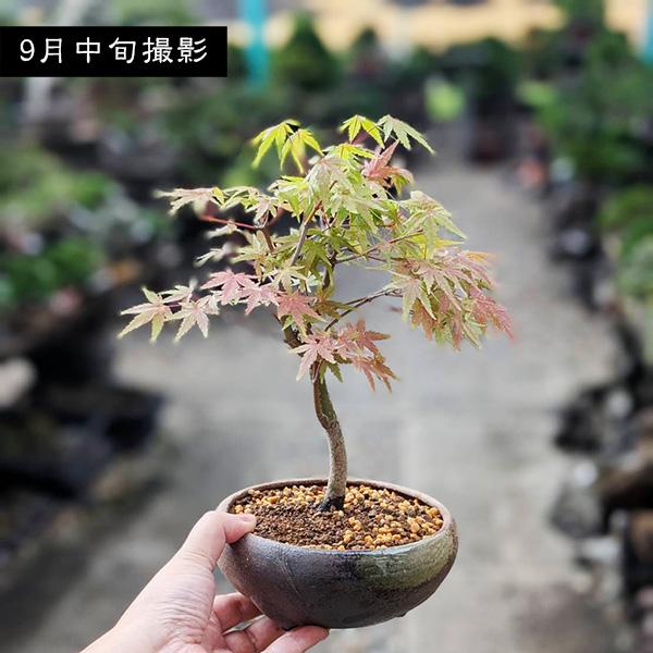 小品盆栽：山もみじ(瀬戸焼三彩鉢)*＜2025年落葉＞和 鉢植え 紅葉狩り