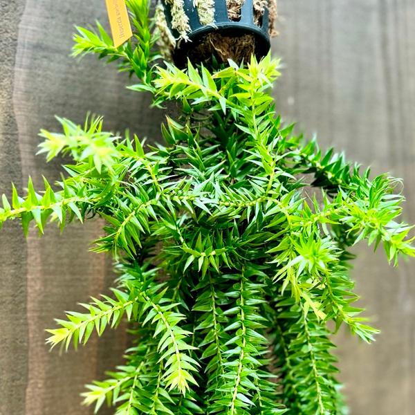 観葉植物：フペルジア グリーンゴエベリー*吊り鉢 Huperzia シダ植物