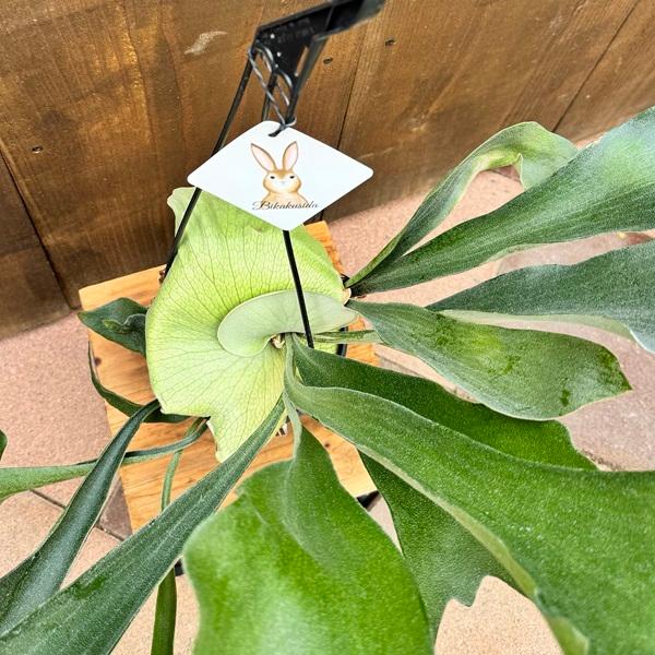 おしゃれ 観葉植物：ビカクシダ コウモリラン ビフルカツム*5号吊り