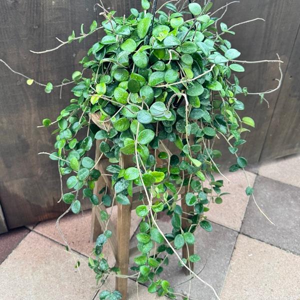 観葉植物：ホヤ マチルダ*吊り鉢 5号 : 遊恵盆栽 Yahoo!店 - 通販