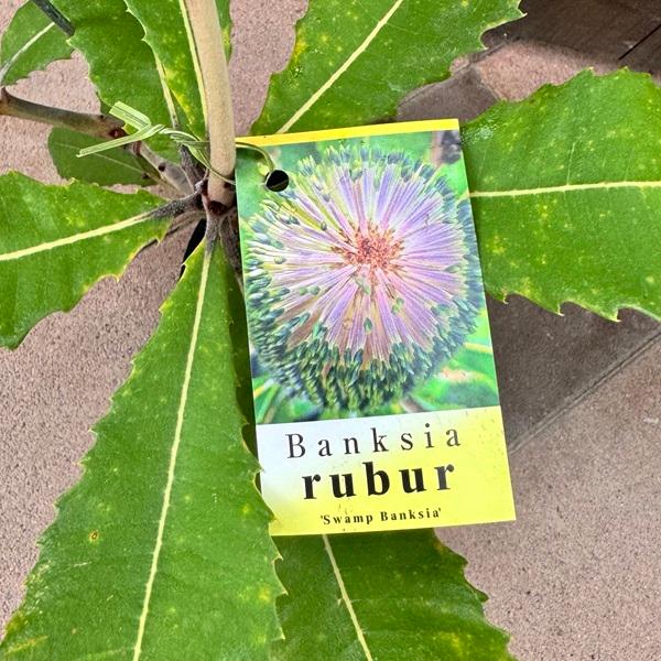 観葉植物 鉢花 苗：バンクシア ロブル*スワンプバンクシア ロブール 6