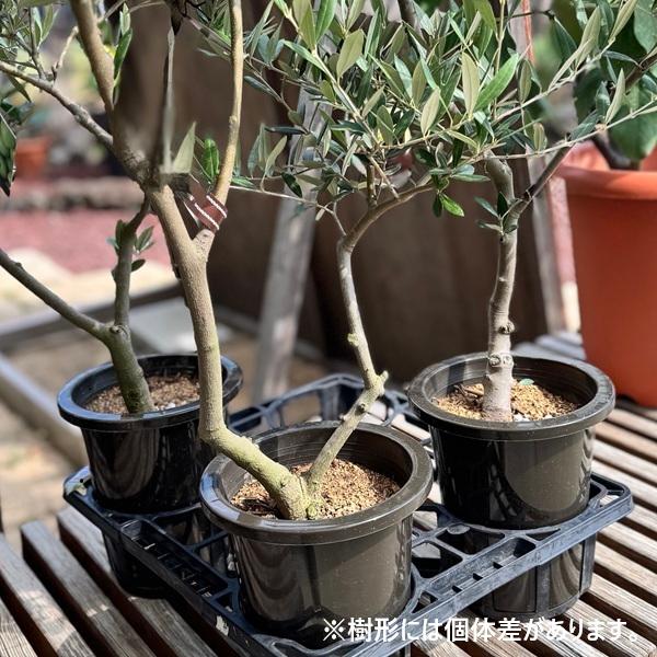 観葉植物 SOUJU（創樹）ブランド：オリーブの木 ピクアル*6号 Picual