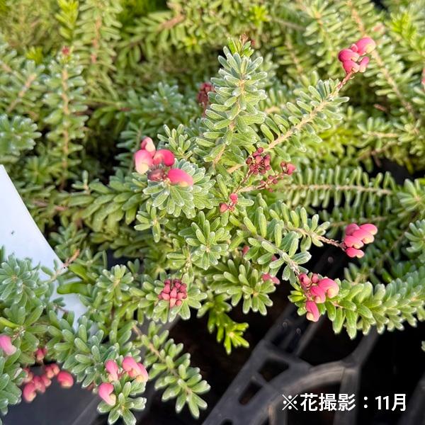 花苗 観葉植物：グレビレア ラニゲラ*6号 オージープランツ Grevillea