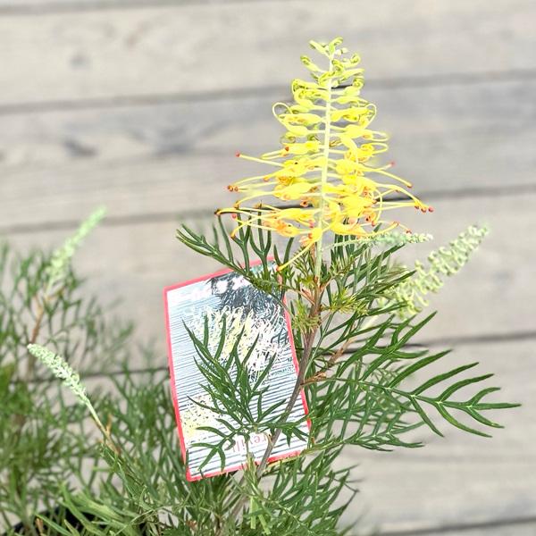 花苗 観葉植物：グレビレア ピーチアンドクリーム*オージープランツ