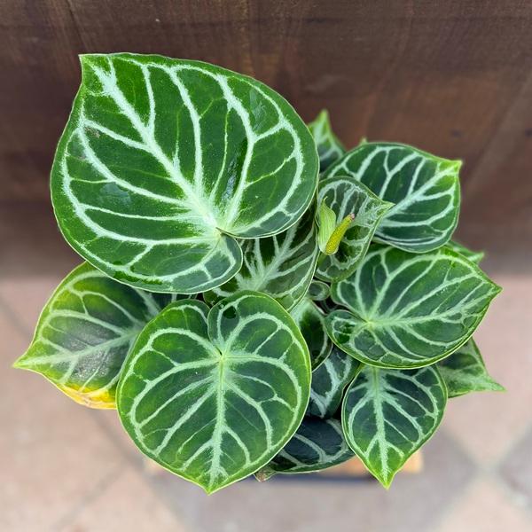 観葉植物：アンスリウム ドラヤキ*5号 プラポット Anthurium Dorayaki