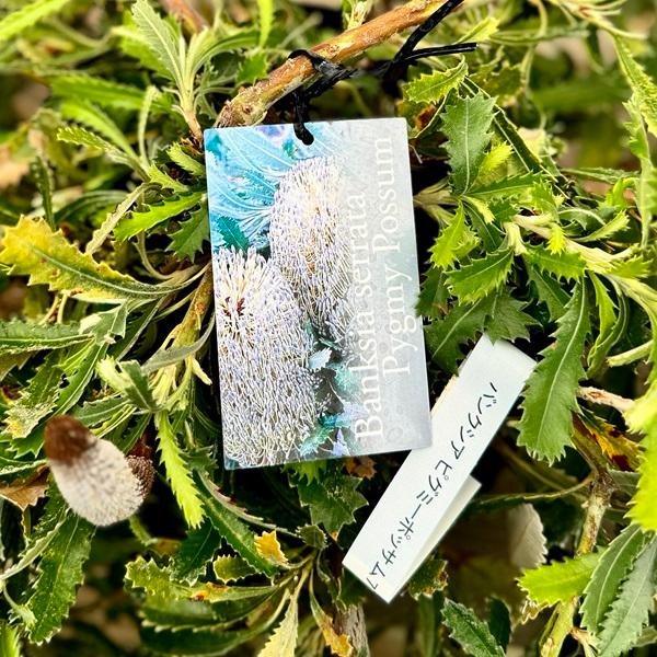 観葉植物 鉢花 苗：バンクシア ピグミーポッサム*7号 現品をお届け