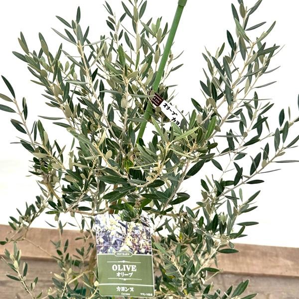 シンボルツリー 観葉植物：オリーブの木 カヨンヌ*8号 現品をお届け