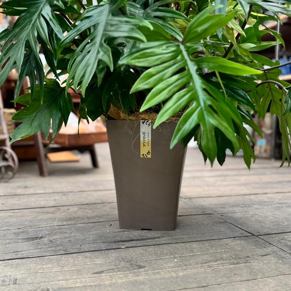 観葉植物：フィロデンドロン タンゴ*7号 大型ヤマト便 現品をお届け