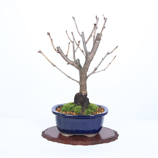 桜盆栽：八重桜(大）*（国産青モッコ陶器鉢）＜2026年春開花予定