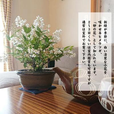小品盆栽：姫うつぎ(藍黄土色モッコ陶器鉢)*＜2025年開花終了＞姫空木