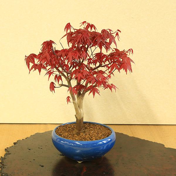 盆栽：出猩々もみじ大*(瀬戸焼青鉄鉢) ＜2025年落葉＞momiji モミジ