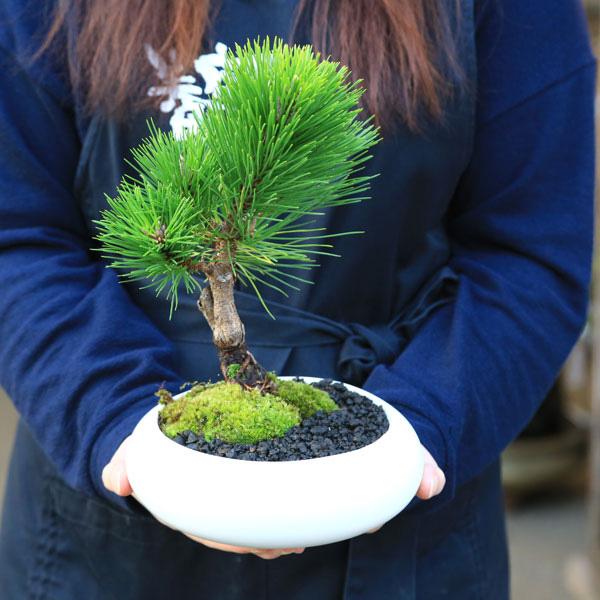 選べる盆栽 ：黒松（モダン陶器鉢)*苔と砂付き くろまつ クロマツ