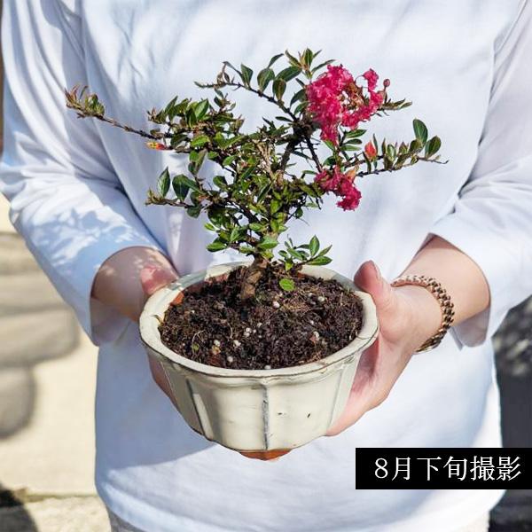 小品盆栽：百日紅*（輪花白丸鉢）さるすべりサルスベリ bonsai : 遊恵