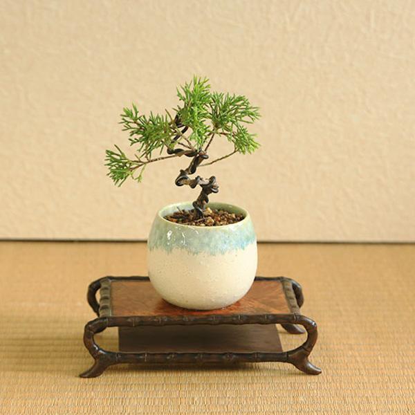 ミニ盆栽：糸魚川真柏（曲・3年生）*（瀬戸焼白緑釉掛け丸深鉢）お試し