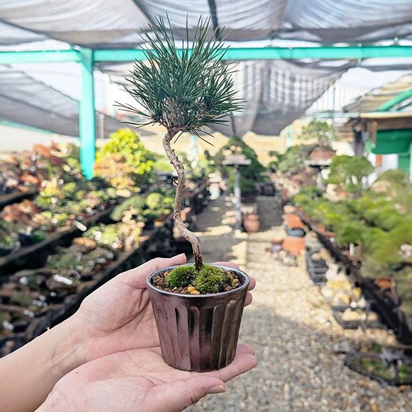 ミニ盆栽：三河黒松（文人・曲）*（瀬戸焼銅色反丸鉢）苔付き お試し