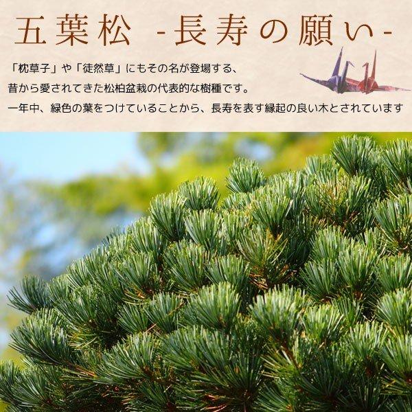 ミニ景色盆栽：五葉松*（くらま鉢）苔・寒水付き 葵あおい鉢植えお試し