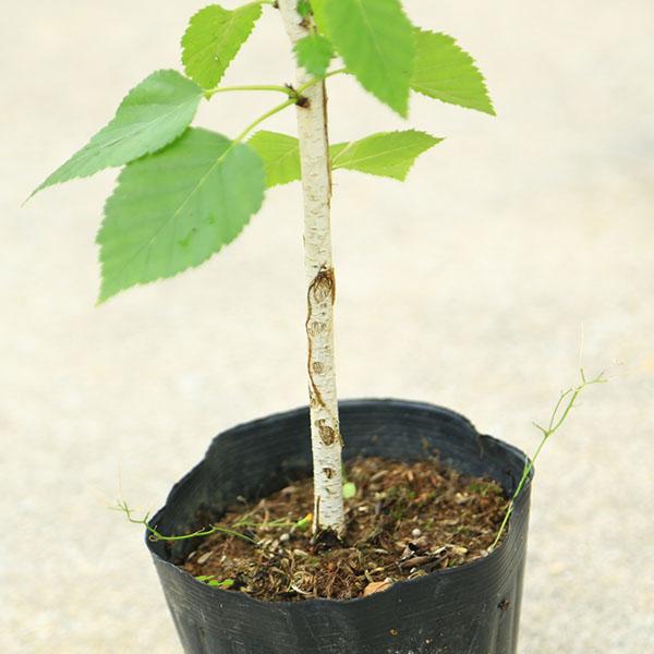 苗/庭木苗：シラカバ*（白樺）しらかば ジャクモンティ― 樹高 約