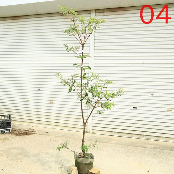 現品庭木 植木：バンクシア コースト*樹高 約150cm 全高 約170cm