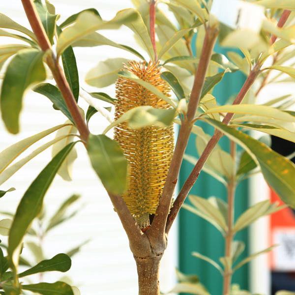 現品庭木 植木：バンクシア コースト*樹高 約150cm 全高 約170cm