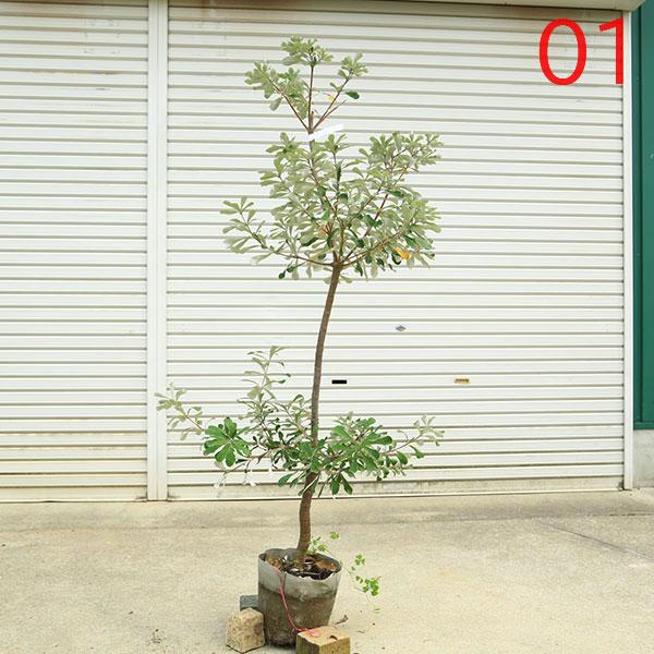 現品庭木 植木：バンクシア コースト*樹高 約150cm 全高 約170cm