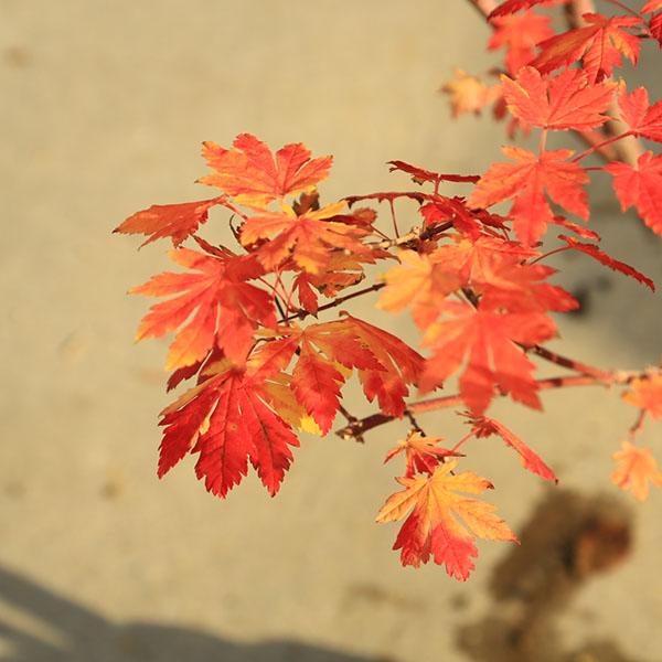 庭木 植木 大人気品種！：コハウチワカエデ（もみじ）*モミジ 樹高