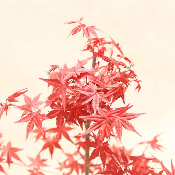 庭木・植木 庭木苗：出猩々モミジ（でしょうじょうもみじ）* デショウ