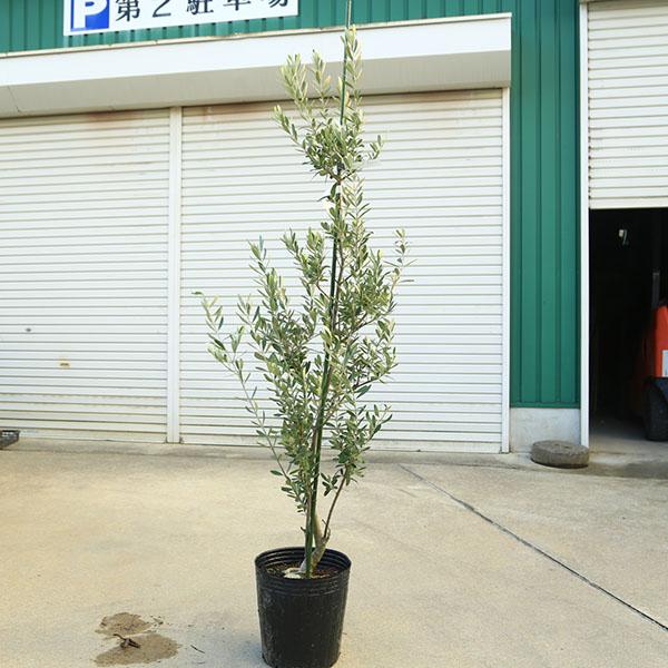 庭木・植木：オリーブ（シプレッシーノ）*樹高150cm 現品限り 大型
