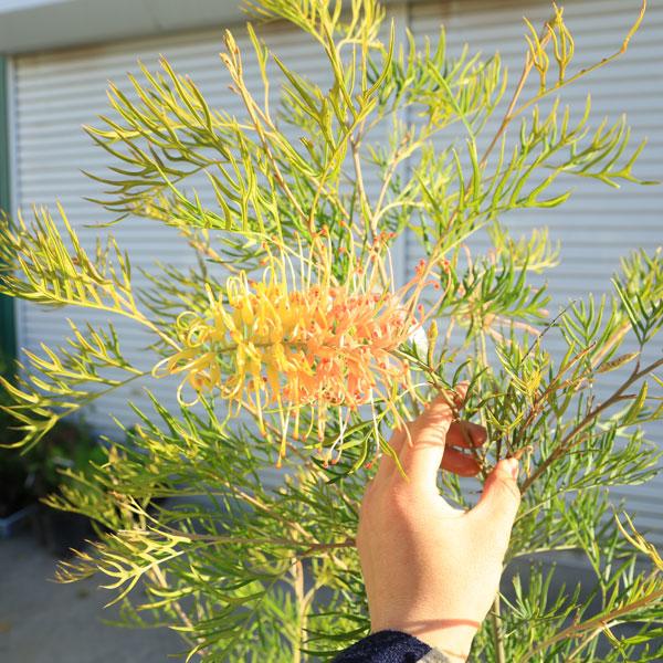 特選庭木・植木：グレビレア*（ピーチアンドクリーム） 樹高120cm